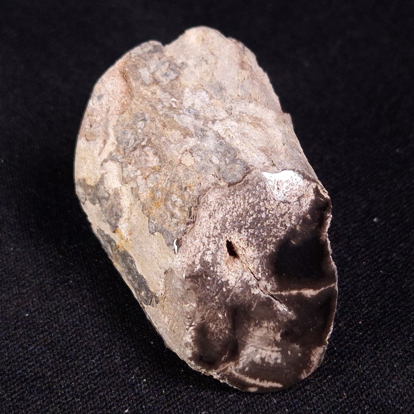 PETRIFIED WOOD, Jurassic, Australia XPL024