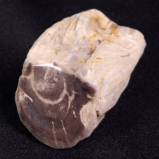 PETRIFIED WOOD, Jurassic, Australia XPL025