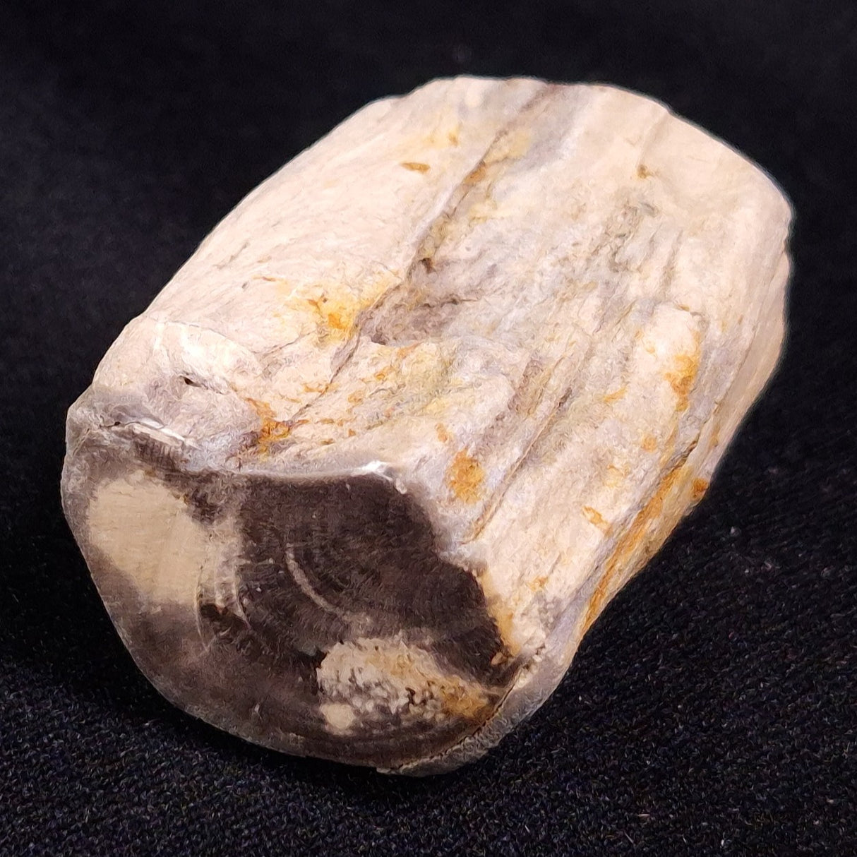 PETRIFIED WOOD, Jurassic, Australia XPL025