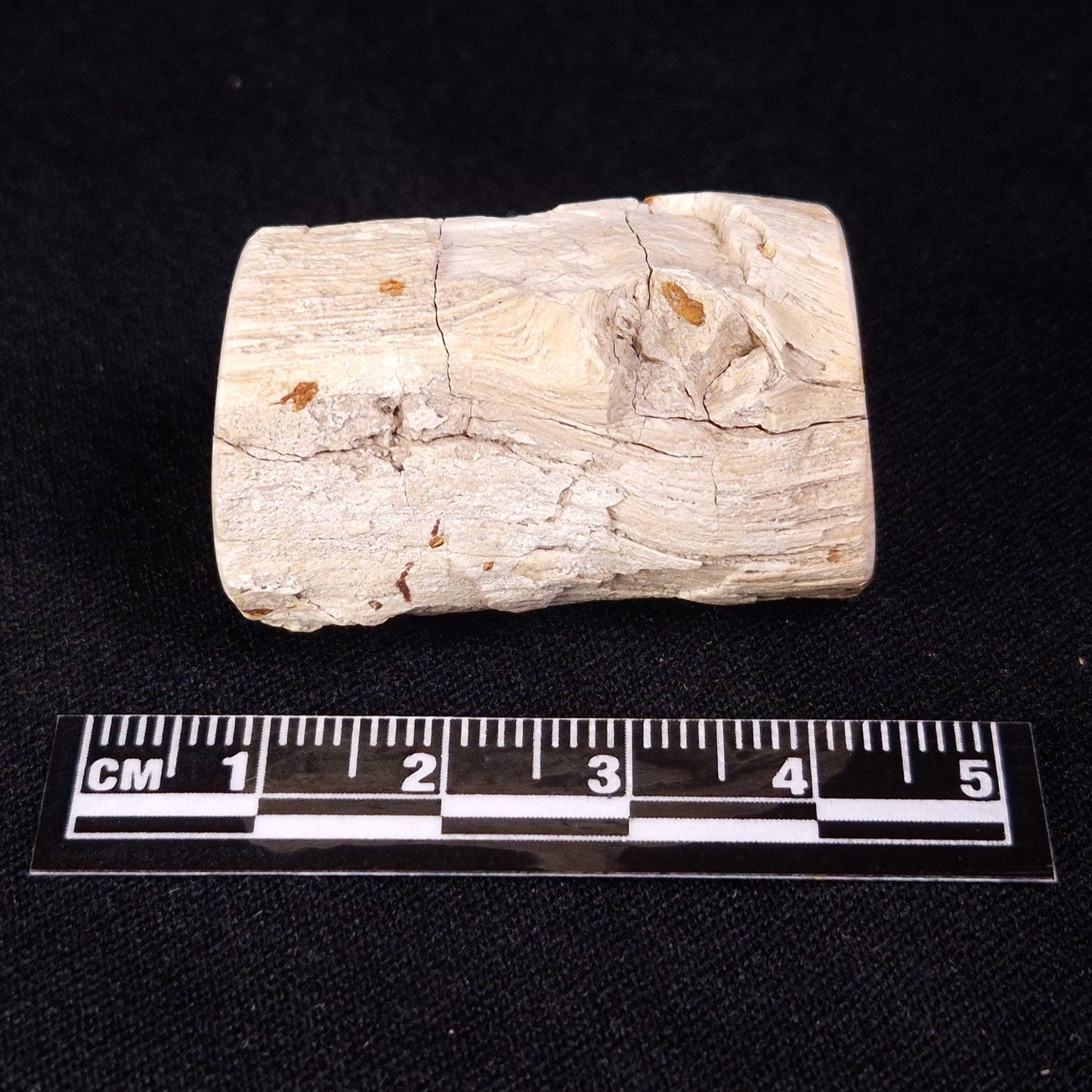PETRIFIED WOOD, Jurassic, Australia XPL026