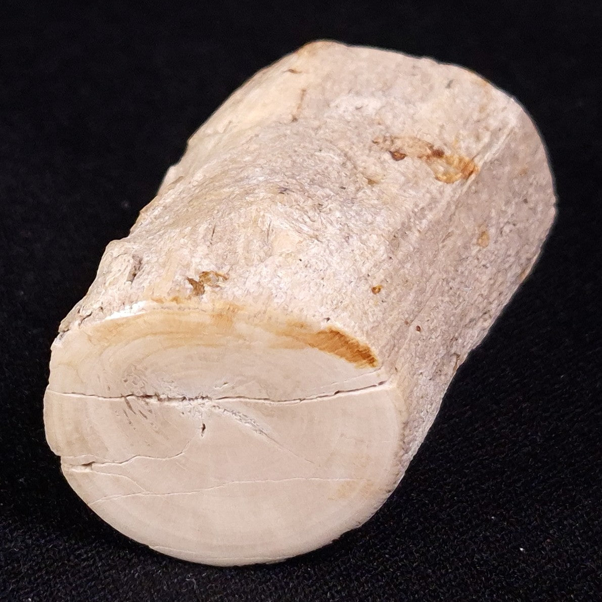 PETRIFIED WOOD, Jurassic, Australia XPL026