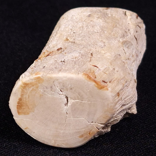 PETRIFIED WOOD, Jurassic, Australia XPL026