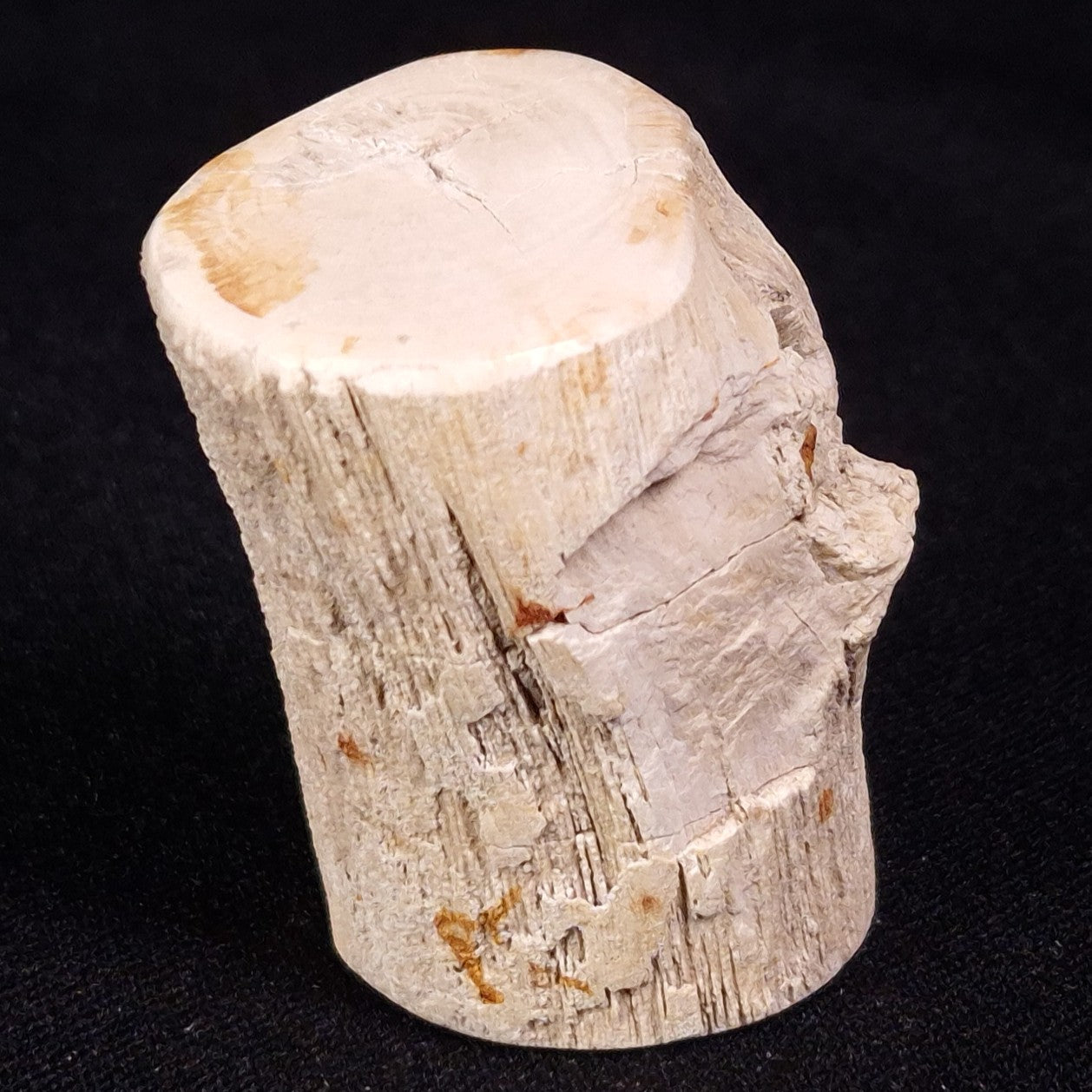 PETRIFIED WOOD, Jurassic, Australia XPL026