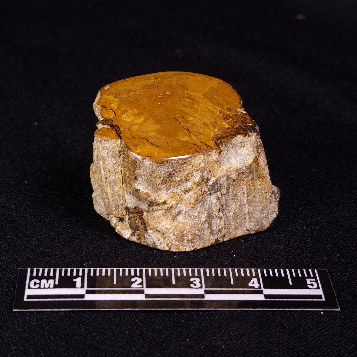 PETRIFIED WOOD, Jurassic, Australia XPL027