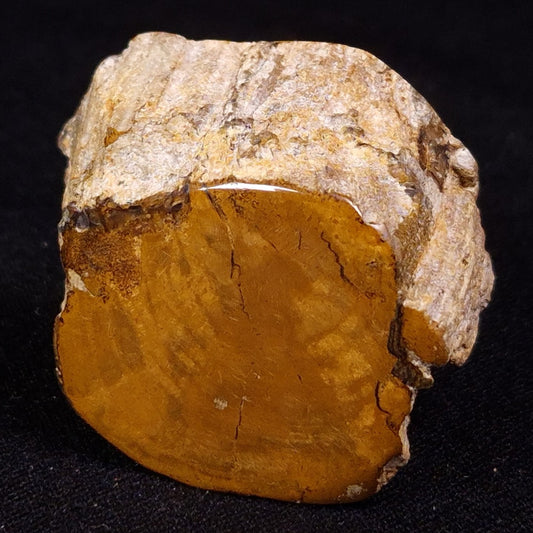 PETRIFIED WOOD, Jurassic, Australia XPL027