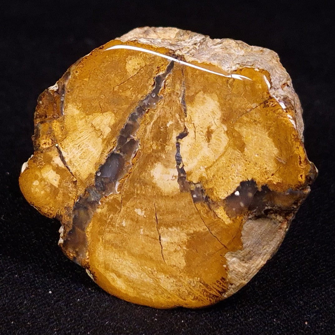 PETRIFIED WOOD, Jurassic, Australia XPL027