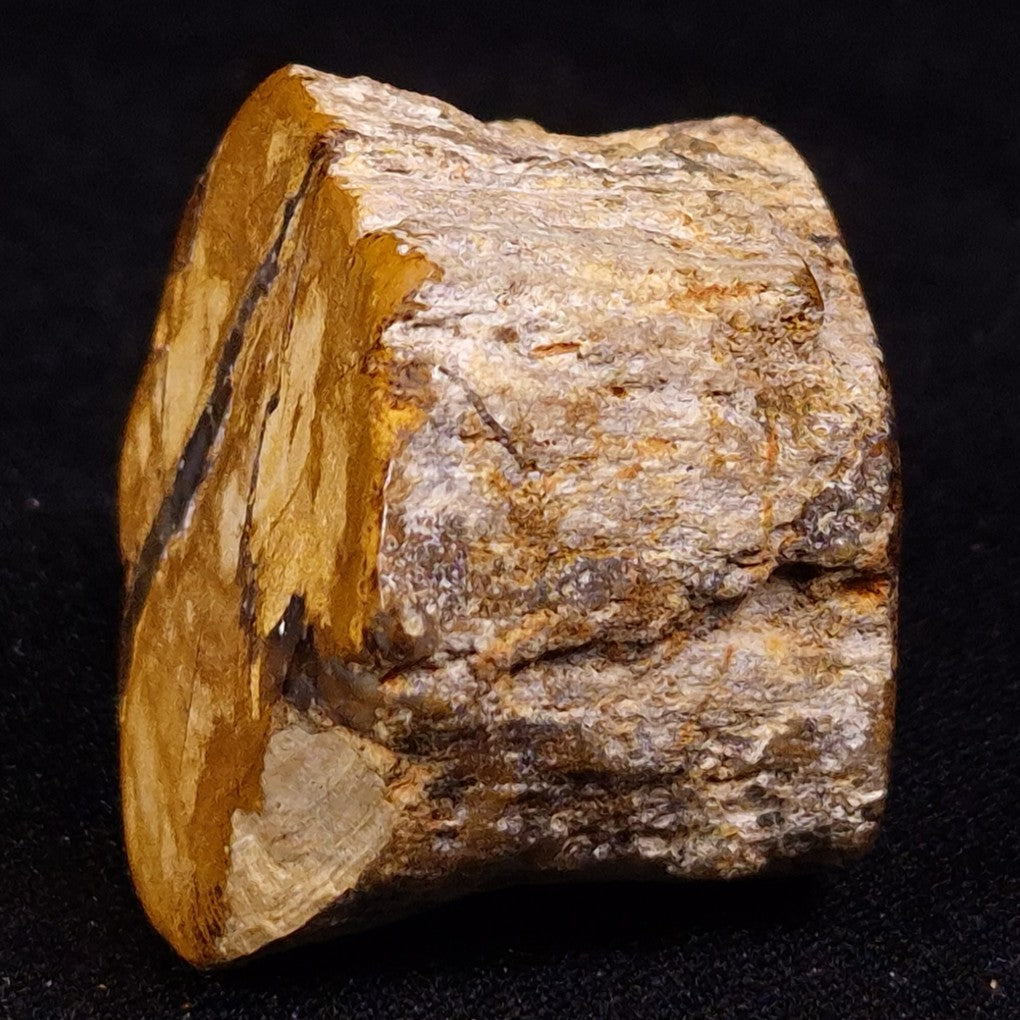 PETRIFIED WOOD, Jurassic, Australia XPL027