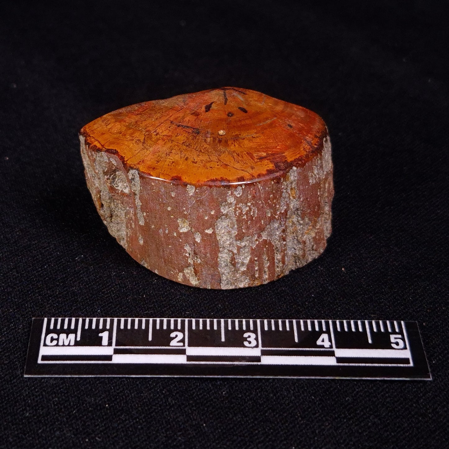 PETRIFIED WOOD, Jurassic, Australia XPL028
