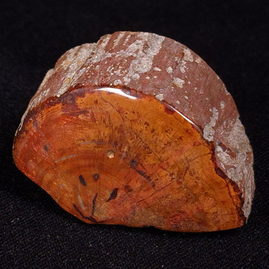 PETRIFIED WOOD, Jurassic, Australia XPL028