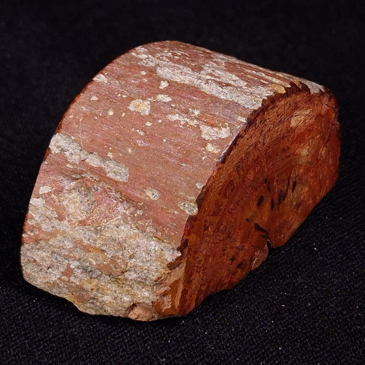 PETRIFIED WOOD, Jurassic, Australia XPL028