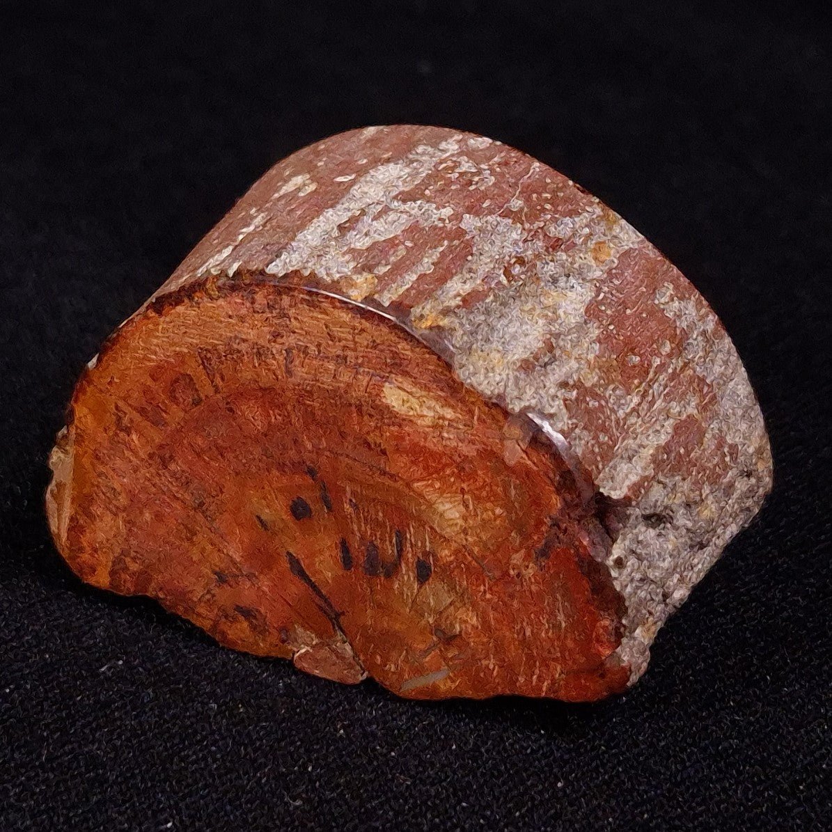 PETRIFIED WOOD, Jurassic, Australia XPL028