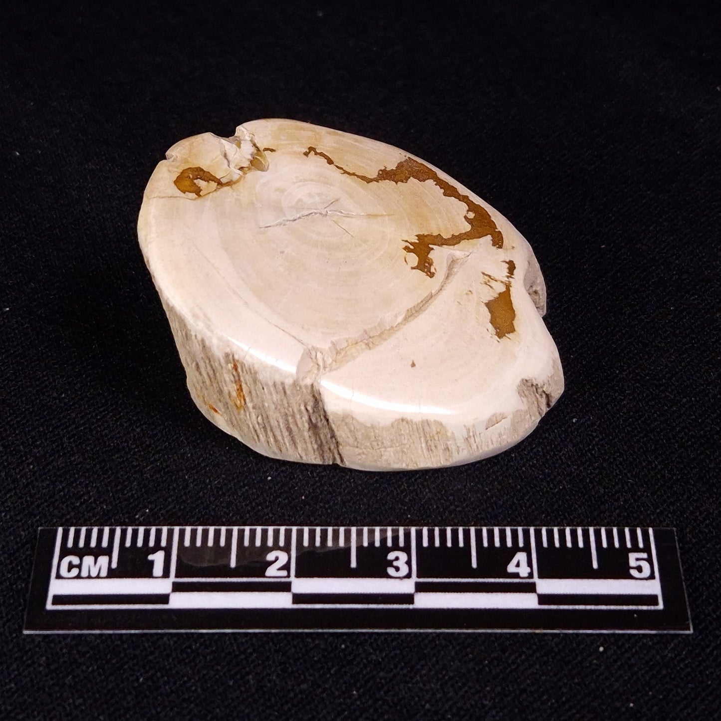 PETRIFIED WOOD, Jurassic, Australia XPL029