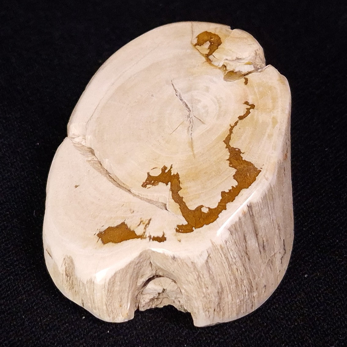 PETRIFIED WOOD, Jurassic, Australia XPL029