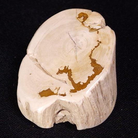 PETRIFIED WOOD, Jurassic, Australia XPL029