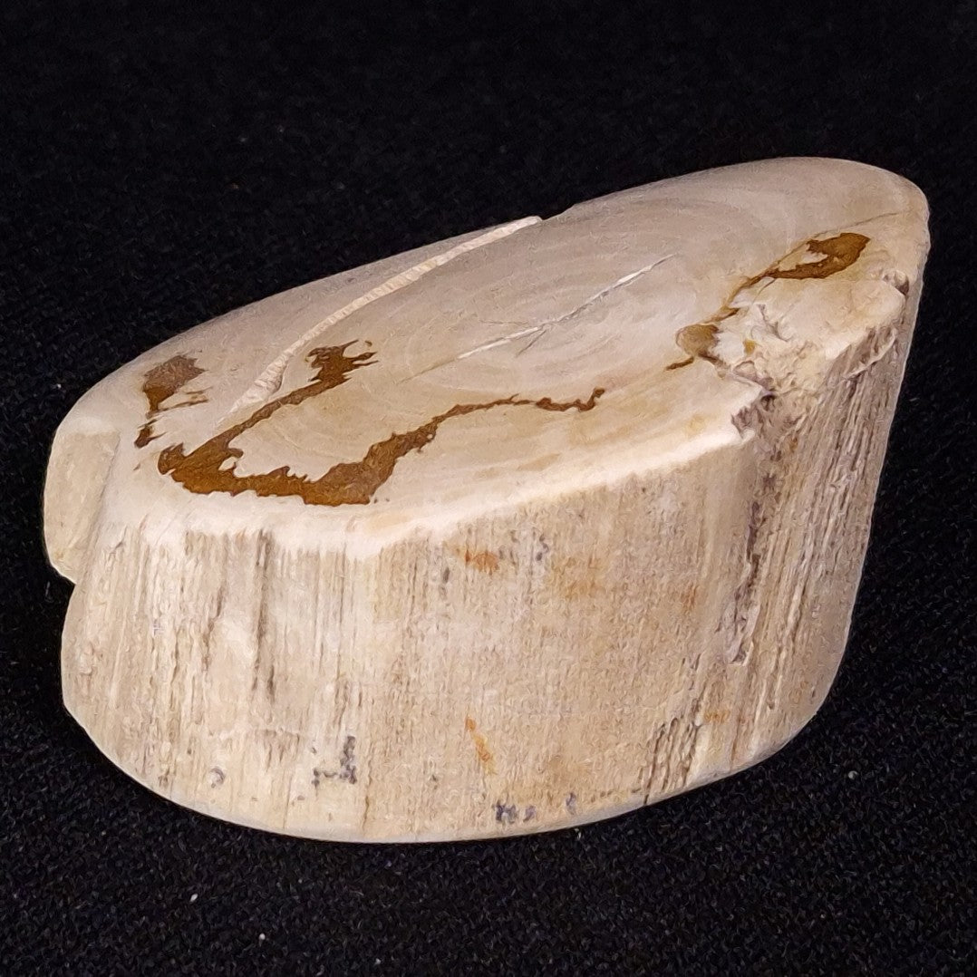 PETRIFIED WOOD, Jurassic, Australia XPL029