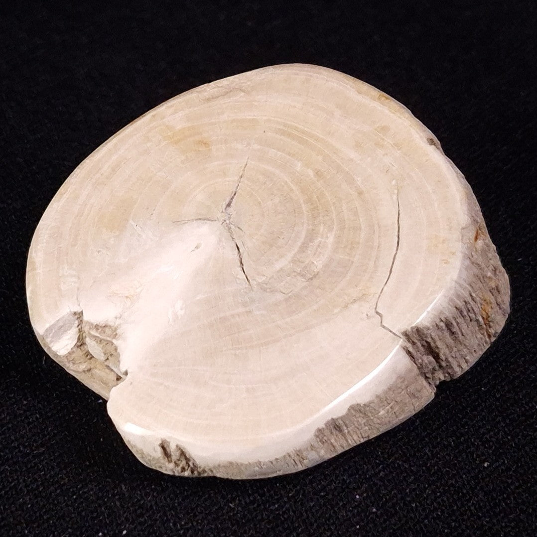 PETRIFIED WOOD, Jurassic, Australia XPL029