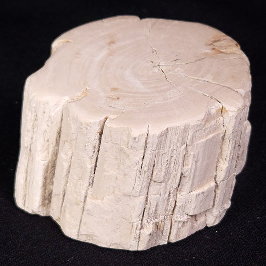 PETRIFIED WOOD, Jurassic, Australia XPL030