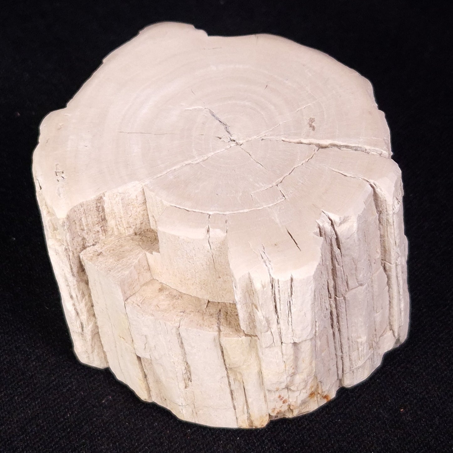 PETRIFIED WOOD, Jurassic, Australia XPL030