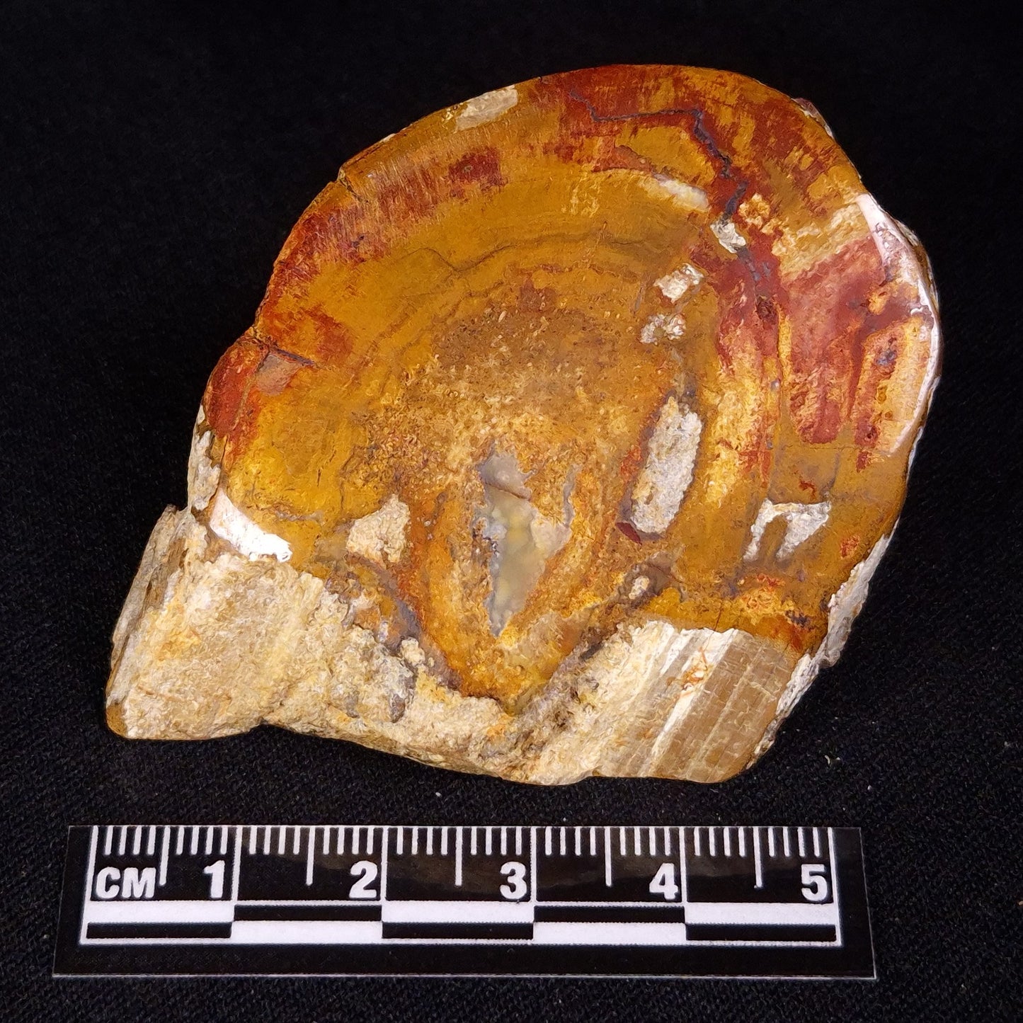 PETRIFIED WOOD, Jurassic, Australia XPL031