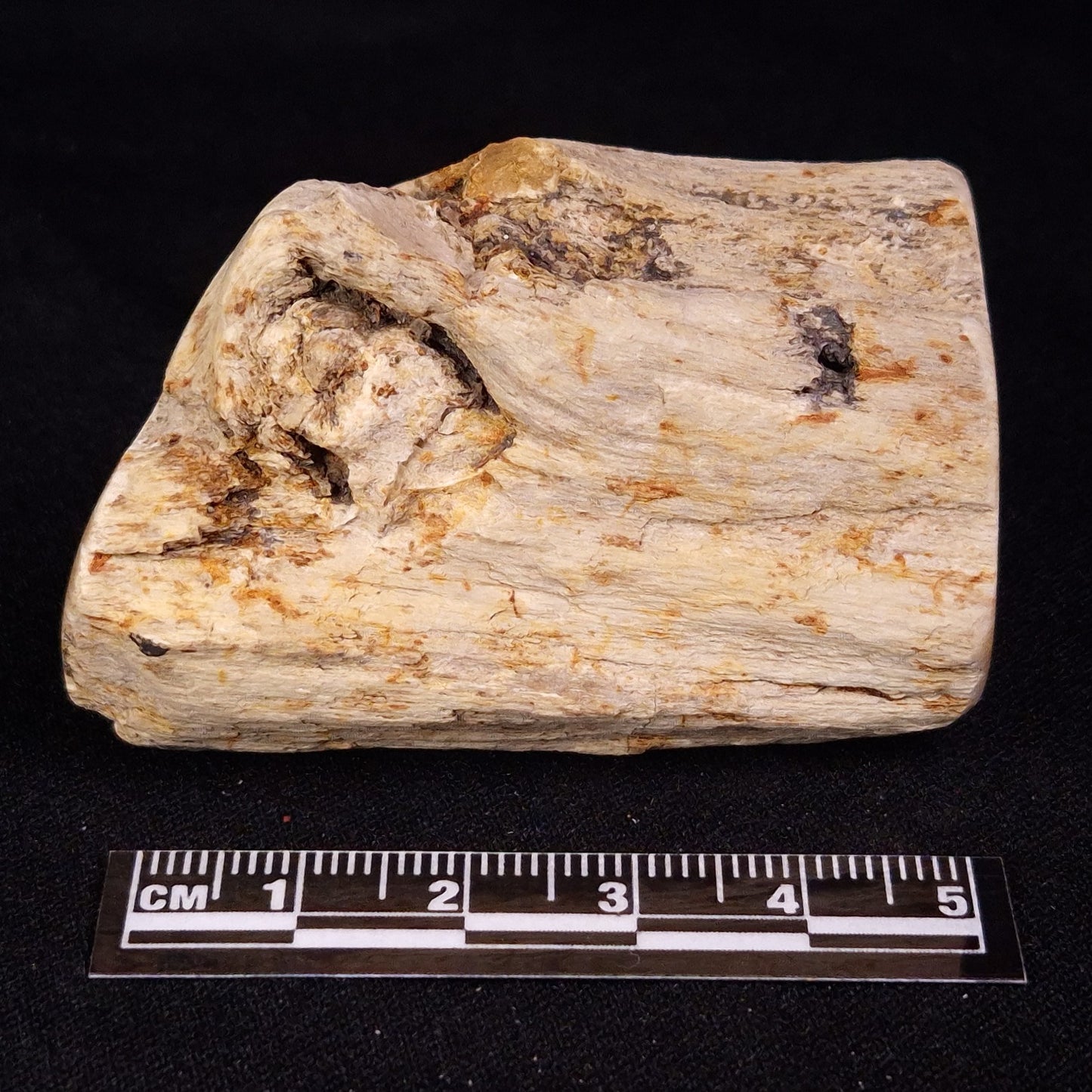 PETRIFIED WOOD, Jurassic, Australia XPL032