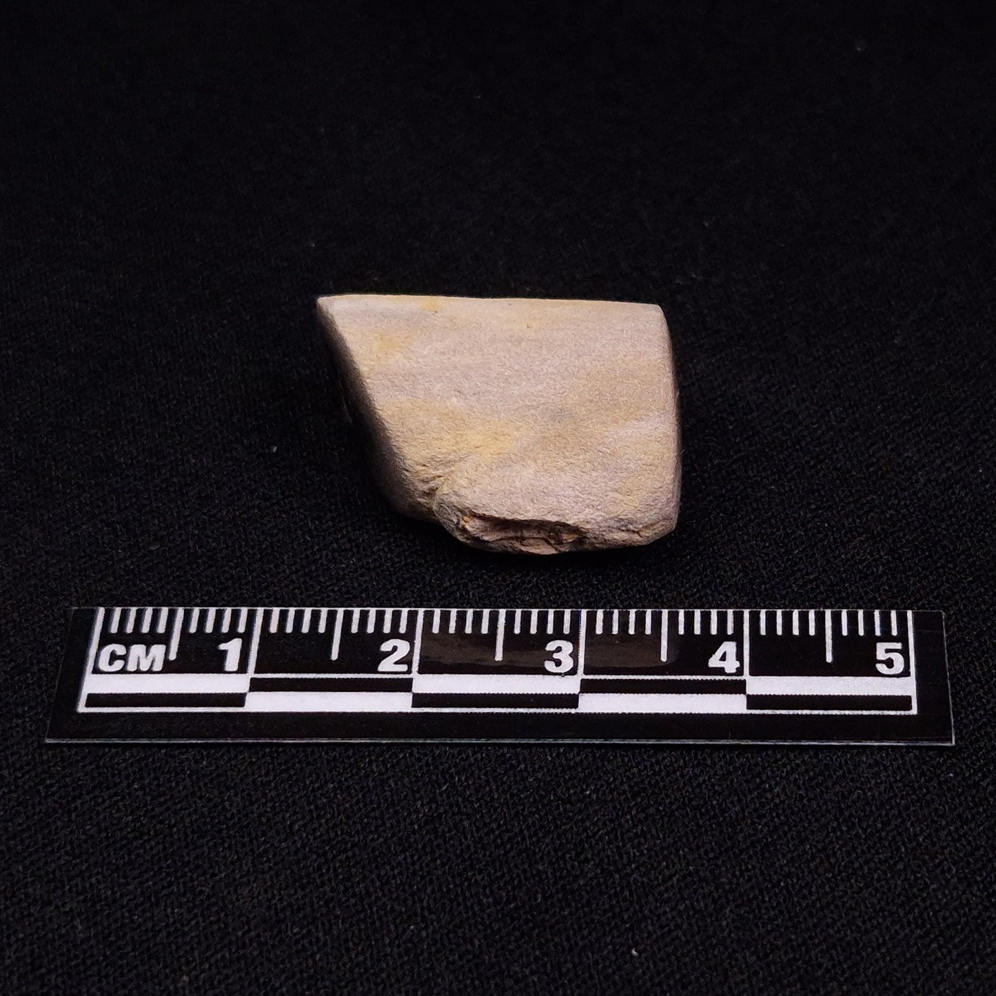 PETRIFIED WOOD, Jurassic, Australia XPL007