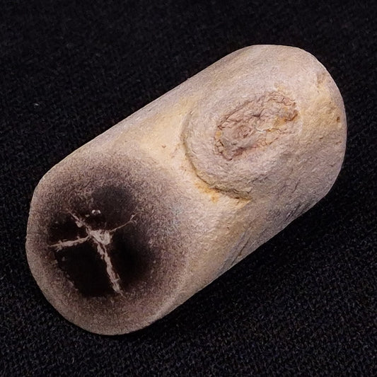 PETRIFIED WOOD, Jurassic, Australia XPL007