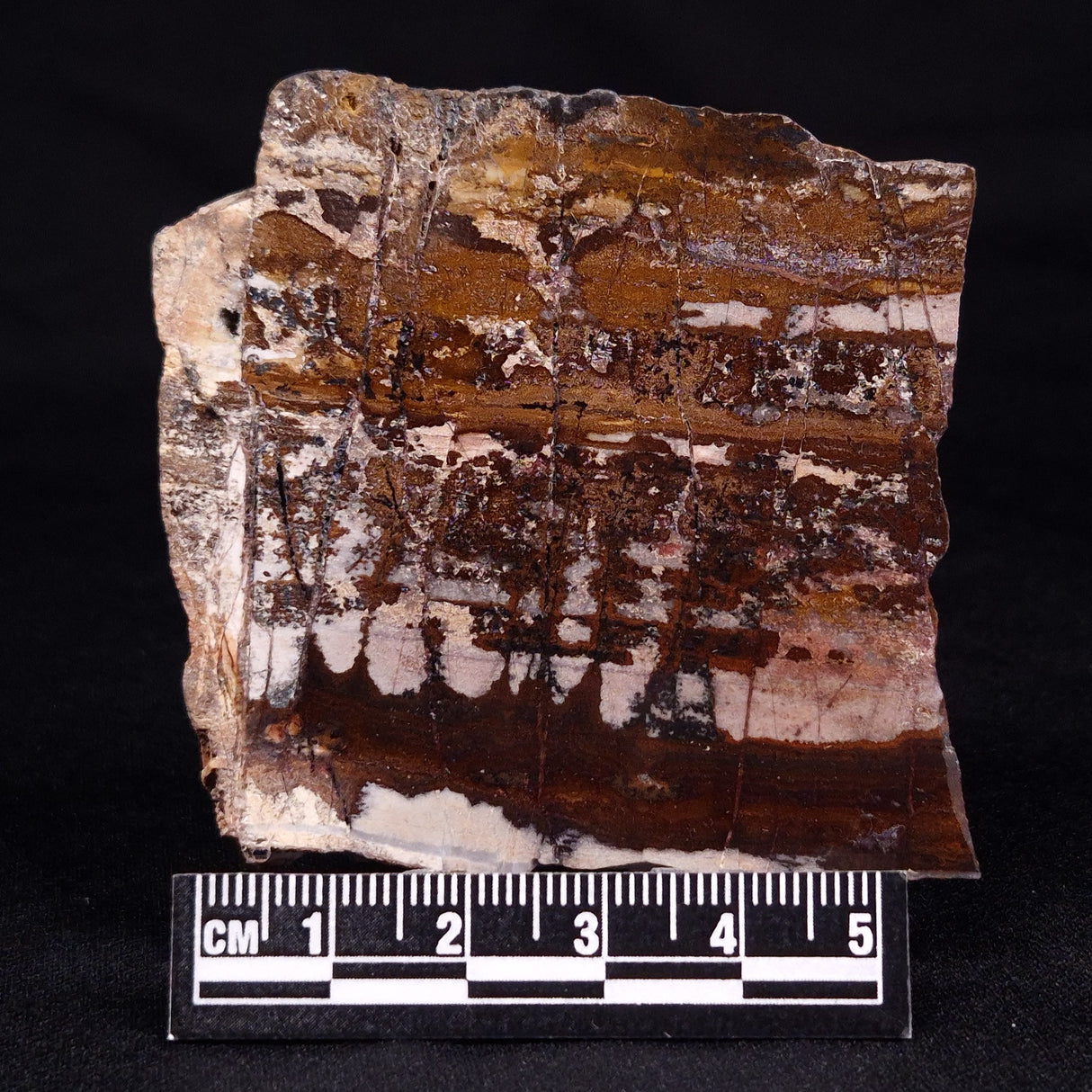STROMATOLITE, Jerrinah Formation, Proterozoic, Australia ZJF055