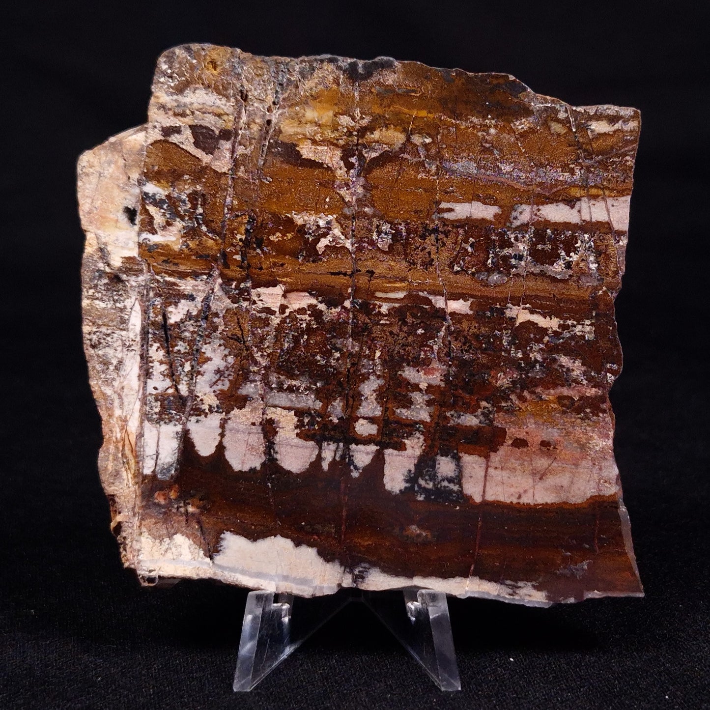 STROMATOLITE, Jerrinah Formation, Proterozoic, Australia ZJF055