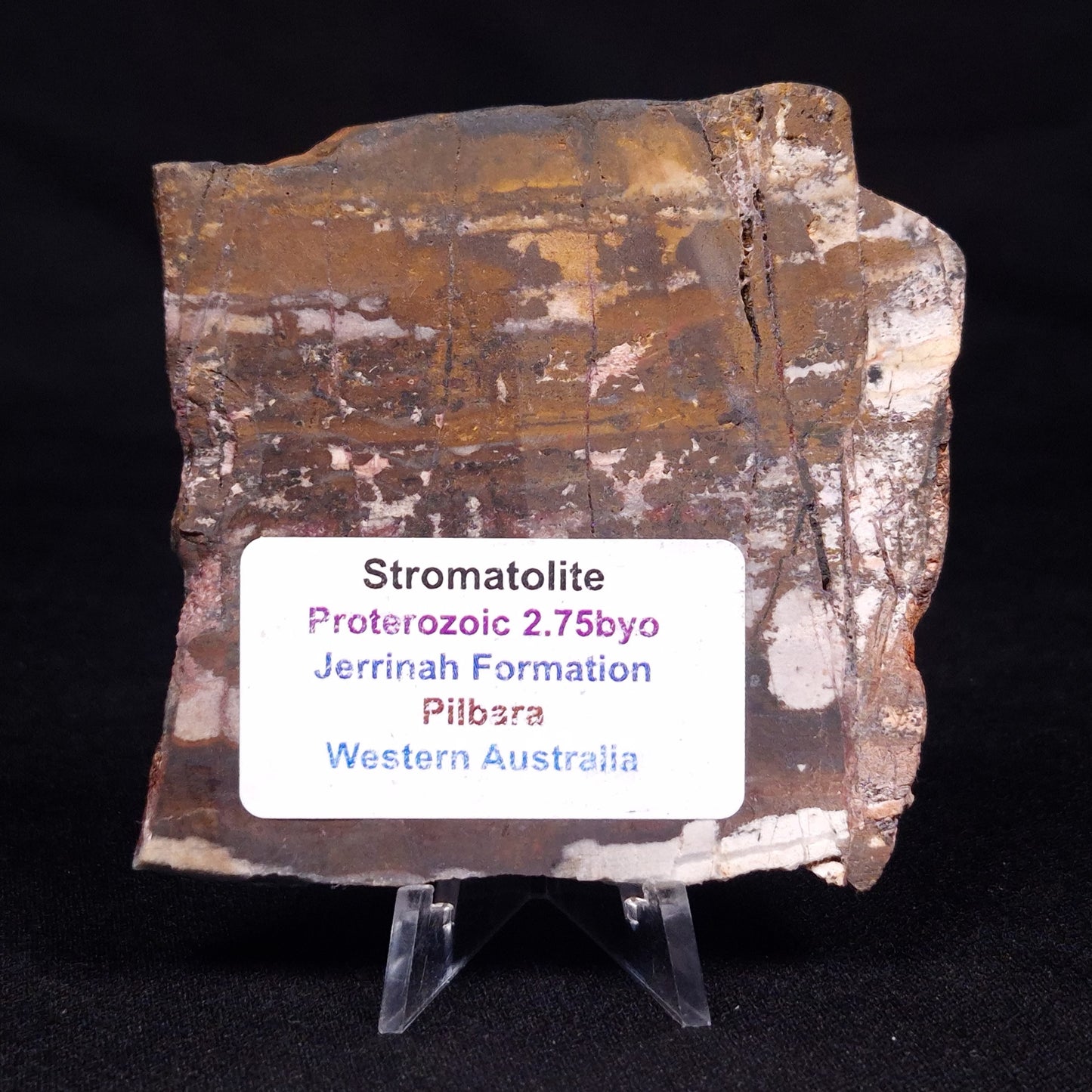 STROMATOLITE, Jerrinah Formation, Proterozoic, Australia ZJF055