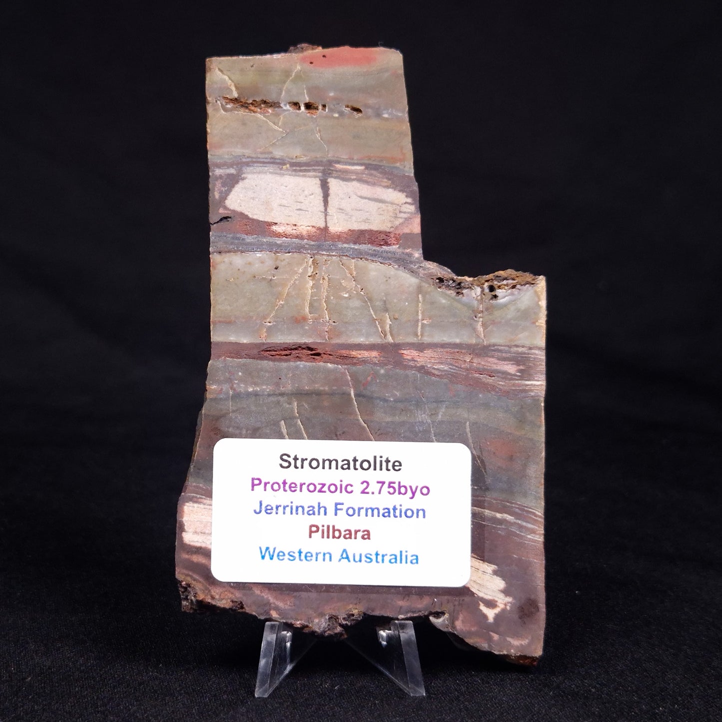 STROMATOLITE, Jerrinah Formation, Proterozoic, Australia ZJF058