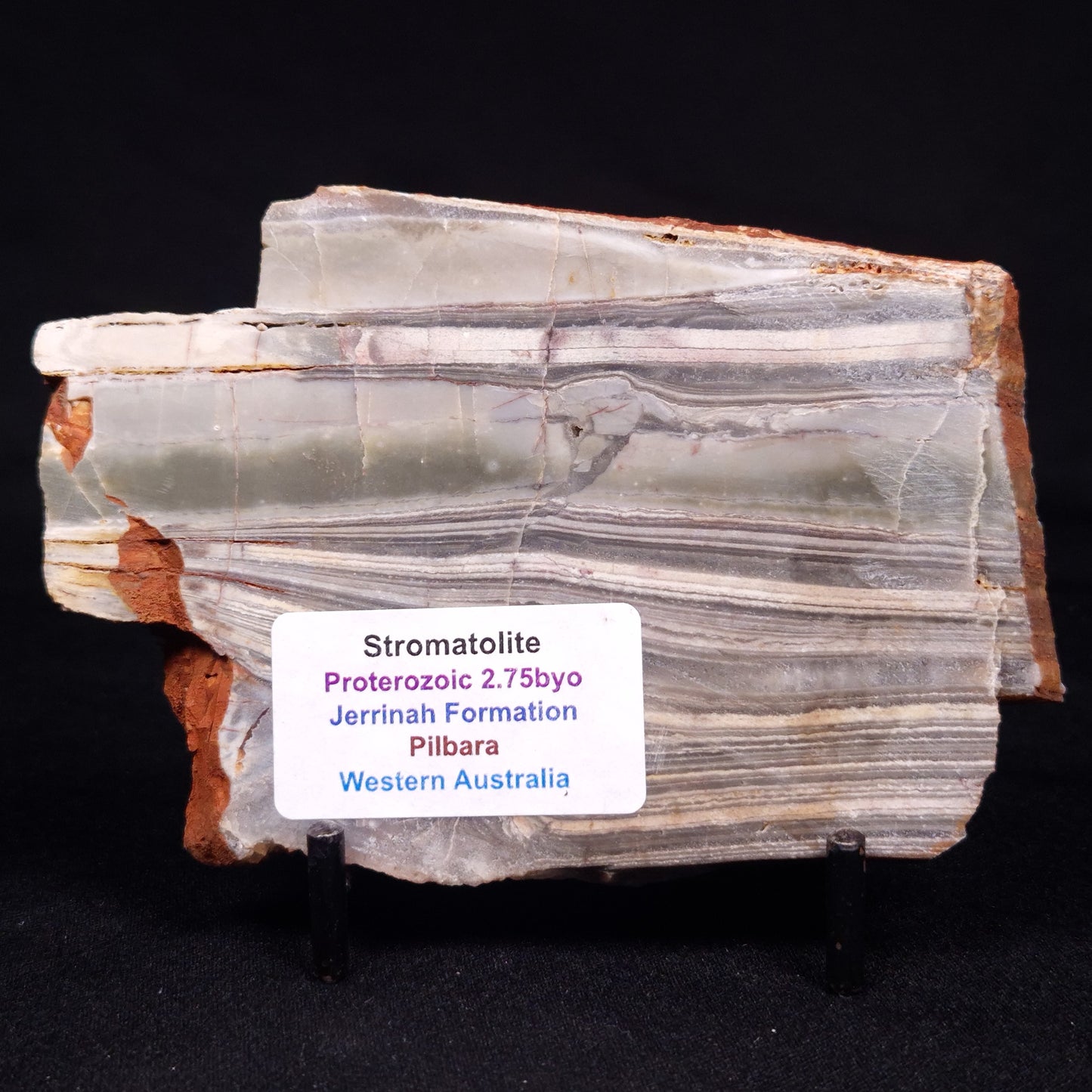 STROMATOLITE, Jerrinah Formation, Proterozoic, Australia ZJF061