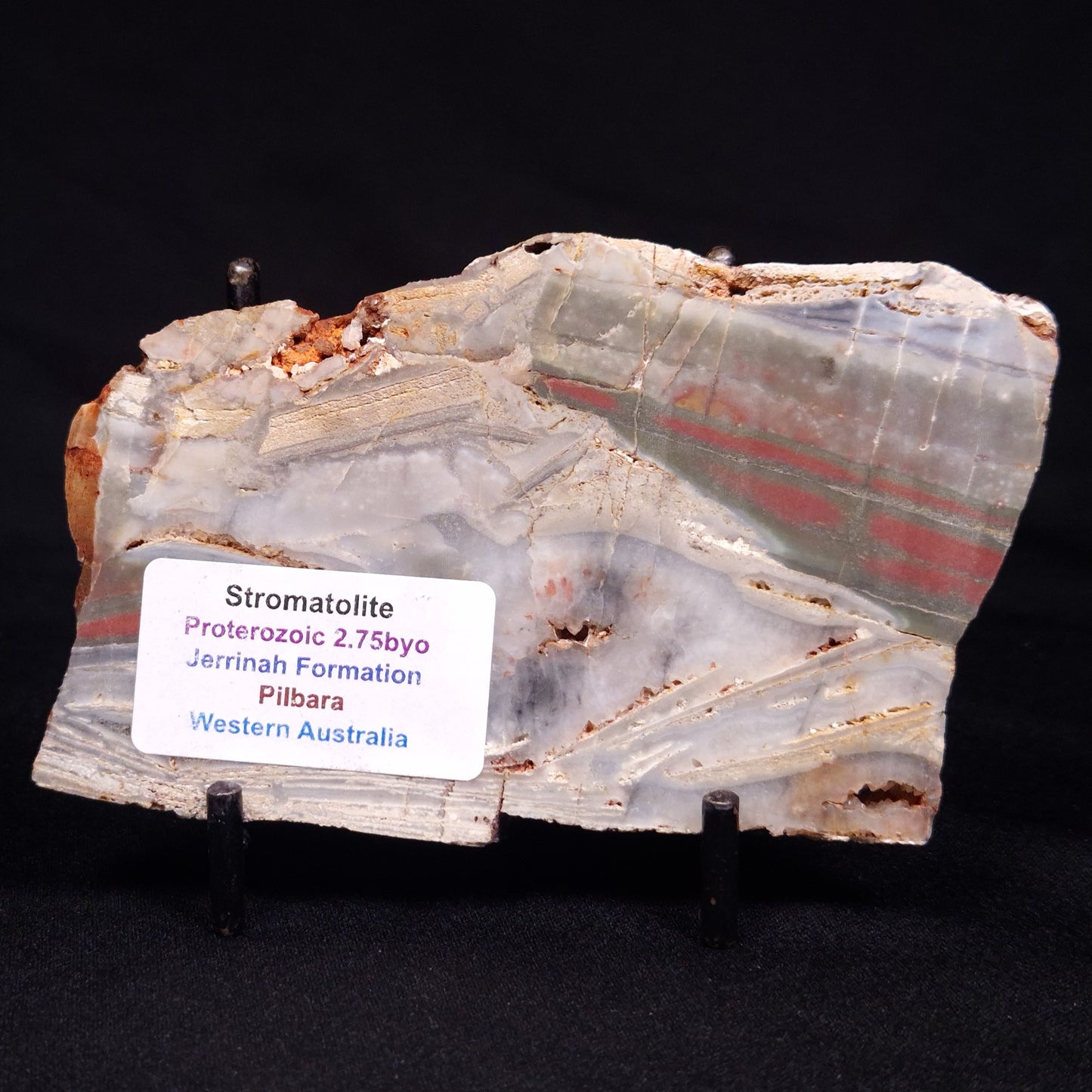 STROMATOLITE, Jerrinah Formation, Proterozoic, Australia ZJF062