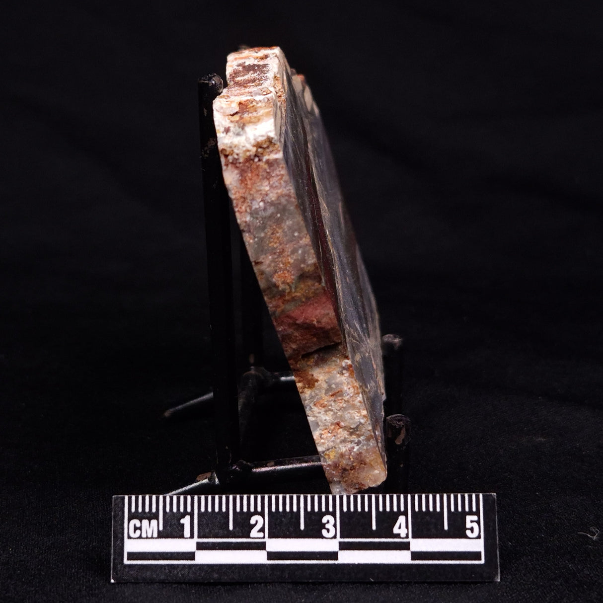 STROMATOLITE, Jerrinah Formation, Proterozoic, Australia ZJF062