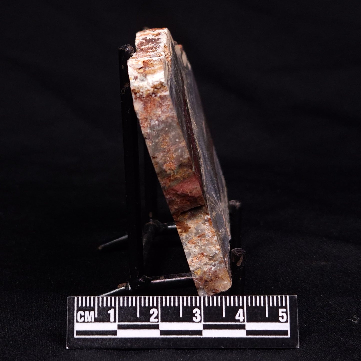 STROMATOLITE, Jerrinah Formation, Proterozoic, Australia ZJF062