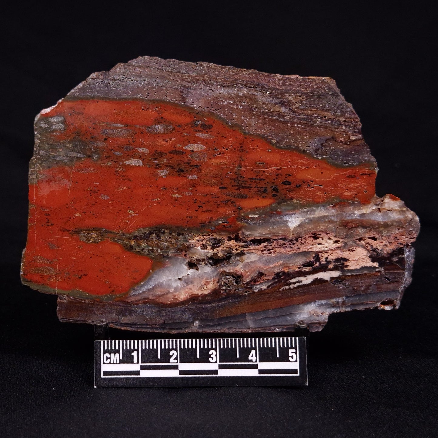 STROMATOLITE, Jerrinah Formation, Proterozoic, Australia ZJF064