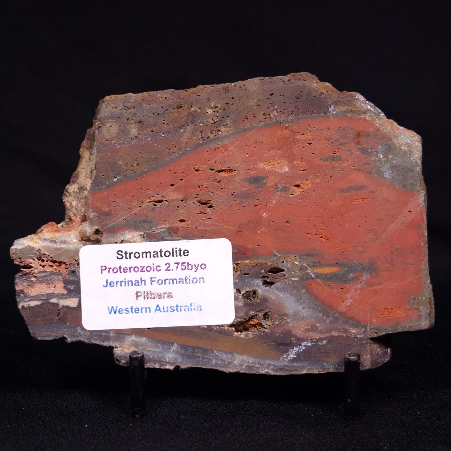 STROMATOLITE, Jerrinah Formation, Proterozoic, Australia ZJF064