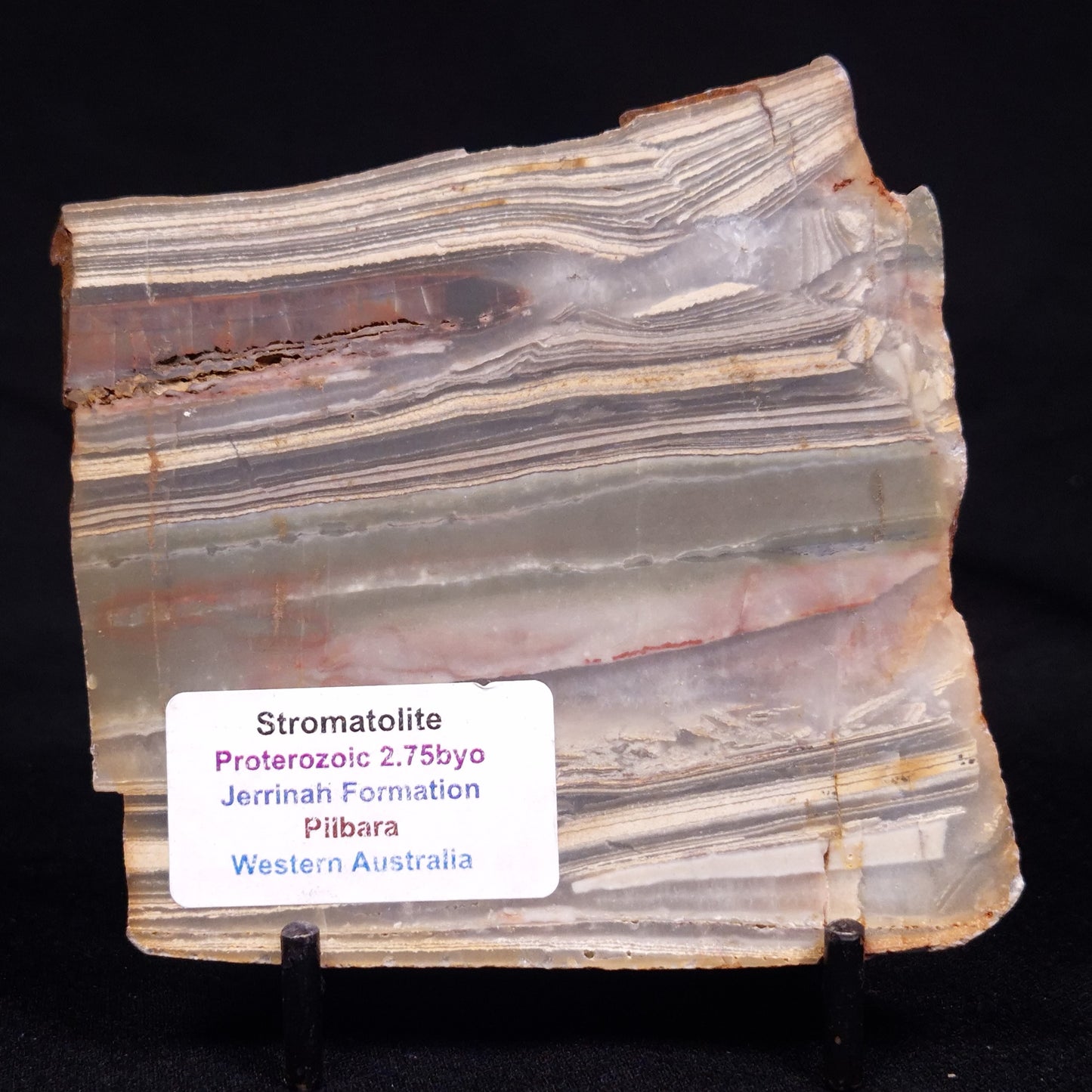 STROMATOLITE, Jerrinah Formation, Proterozoic, Australia ZJF065