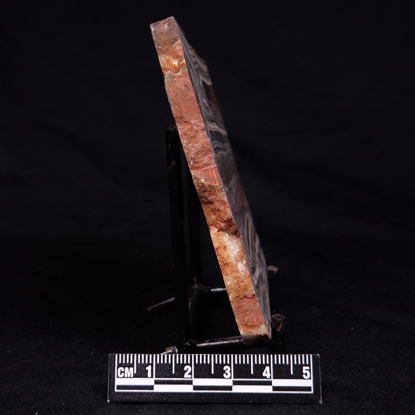 STROMATOLITE, Jerrinah Formation, Proterozoic, Australia ZJF065
