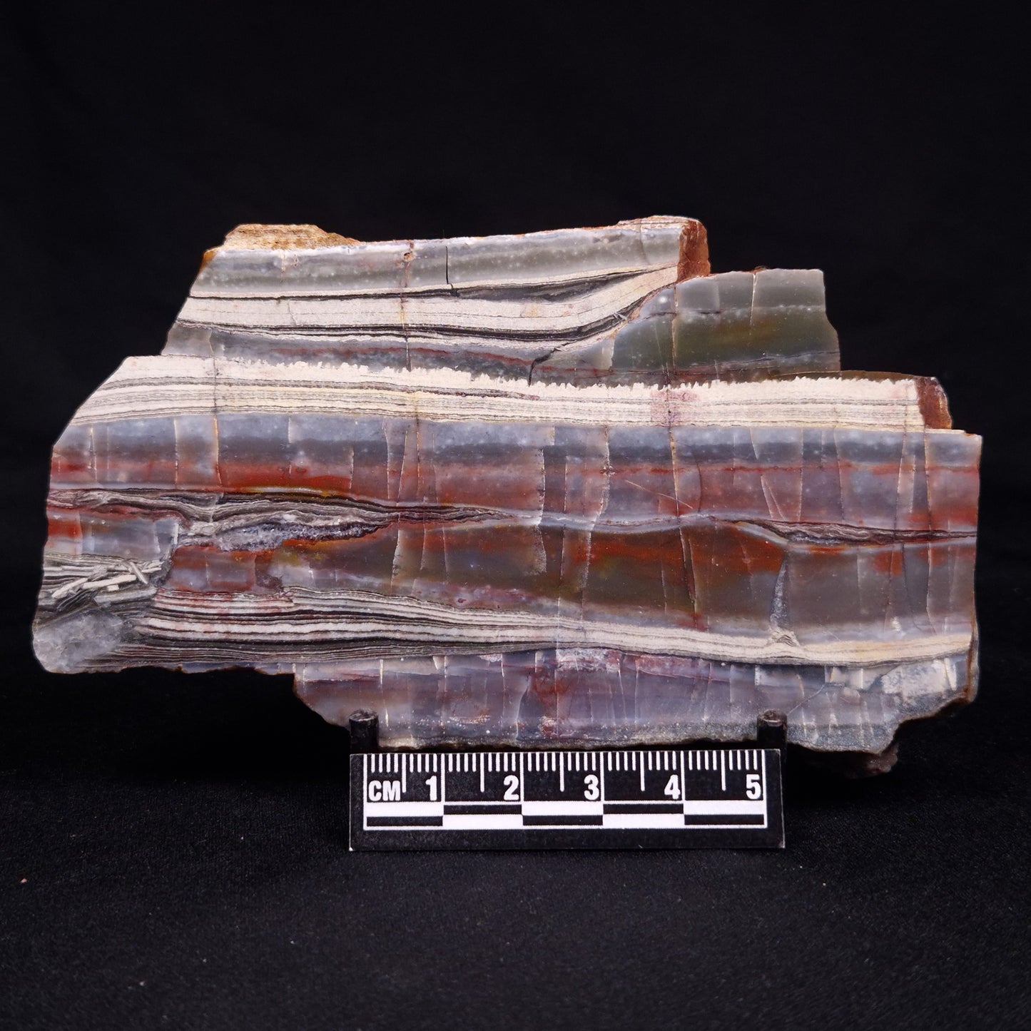 STROMATOLITE, Jerrinah Formation, Proterozoic, Australia ZJF066