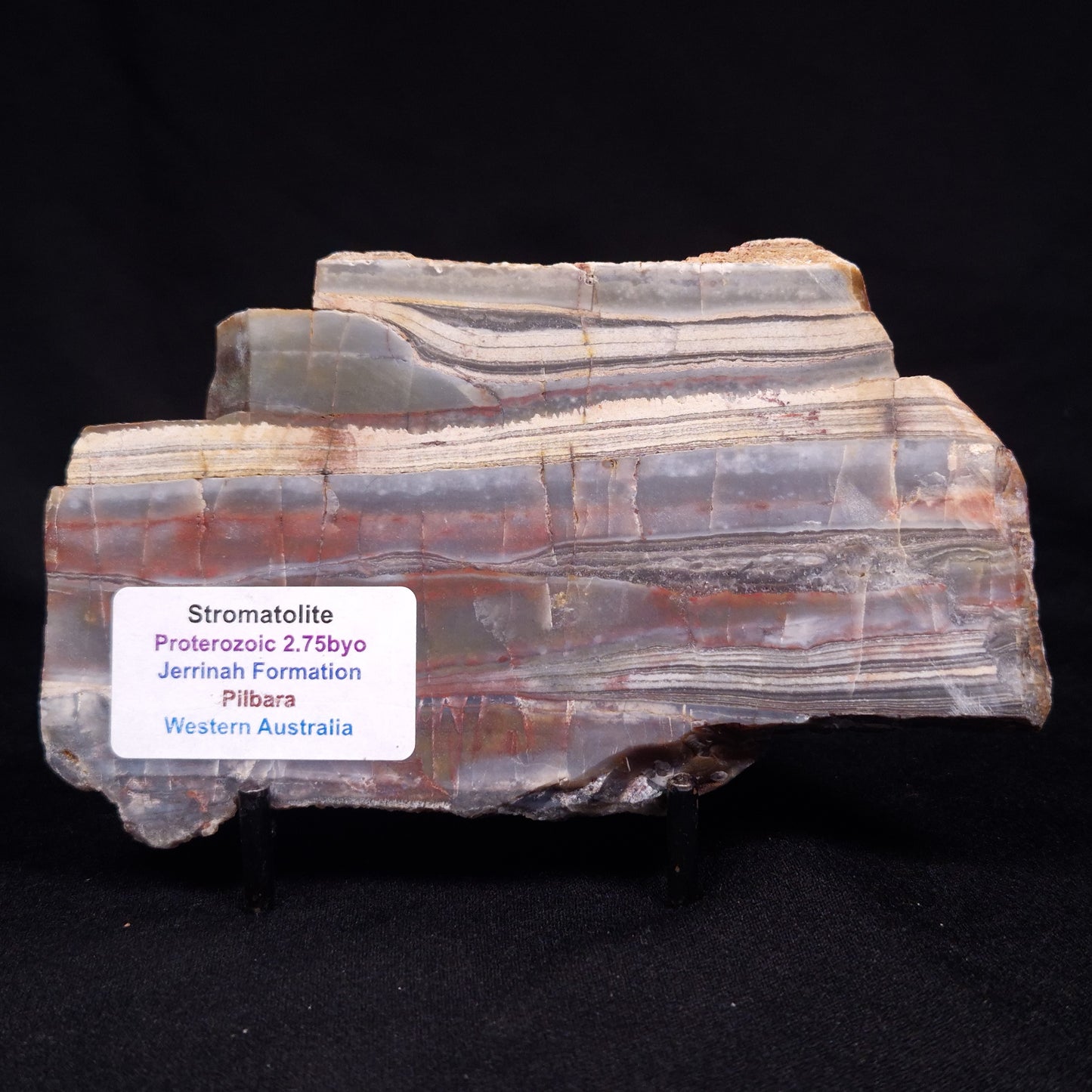STROMATOLITE, Jerrinah Formation, Proterozoic, Australia ZJF066