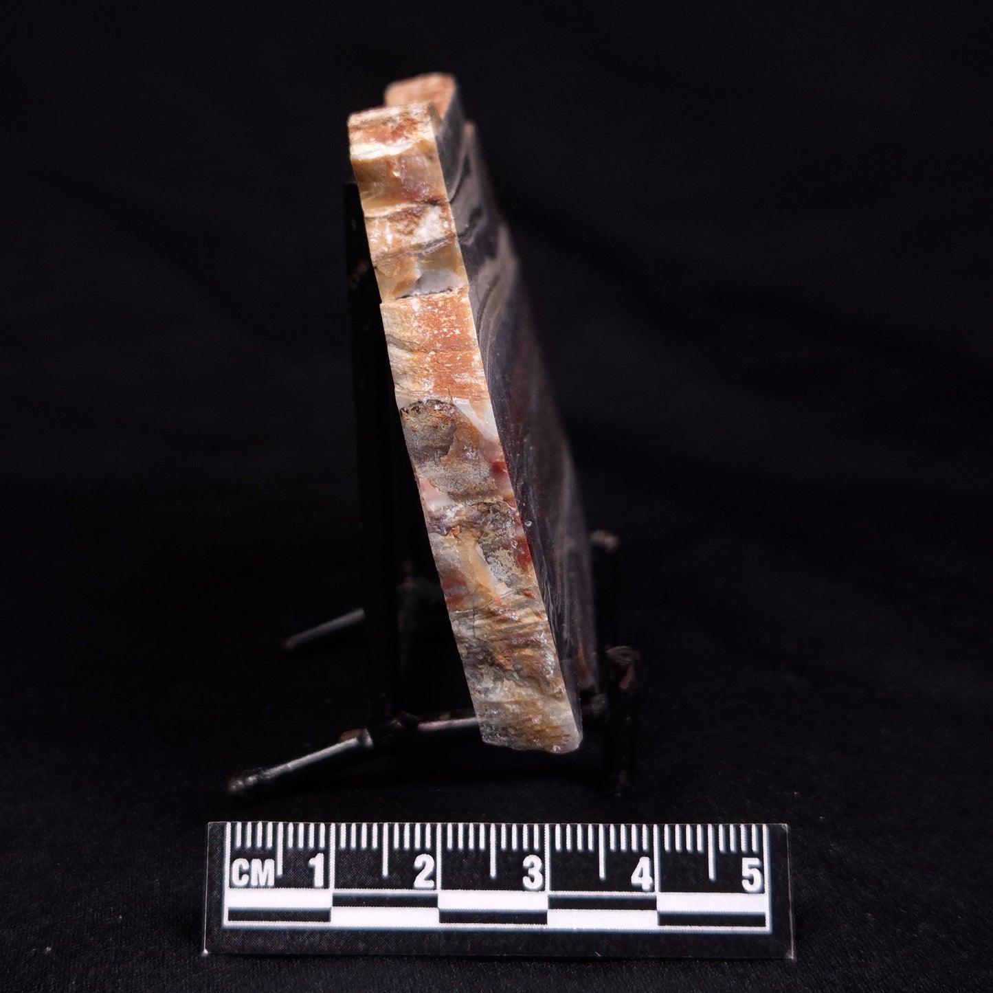STROMATOLITE, Jerrinah Formation, Proterozoic, Australia ZJF066