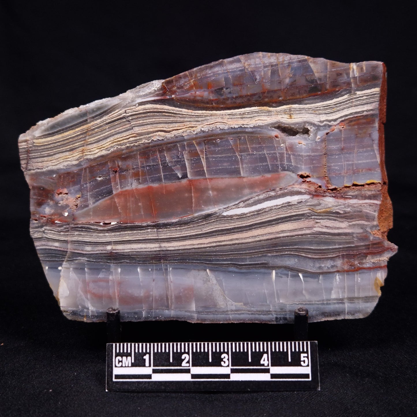 STROMATOLITE, Jerrinah Formation, Proterozoic, Australia ZJF067