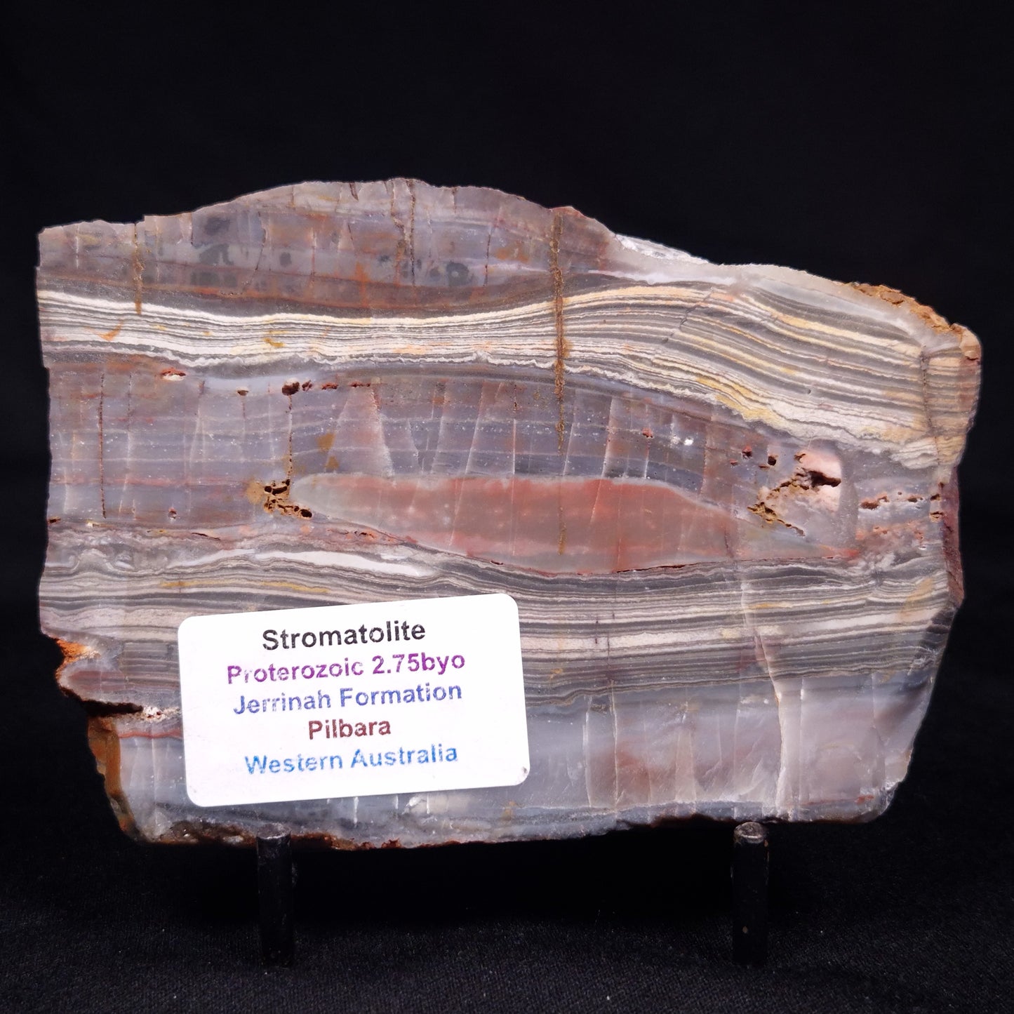 STROMATOLITE, Jerrinah Formation, Proterozoic, Australia ZJF067