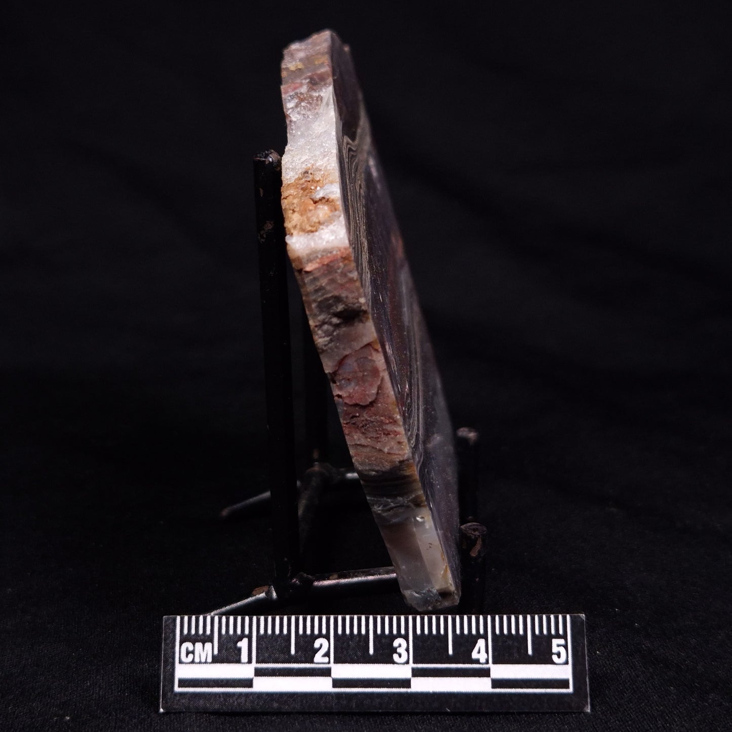 STROMATOLITE, Jerrinah Formation, Proterozoic, Australia ZJF067