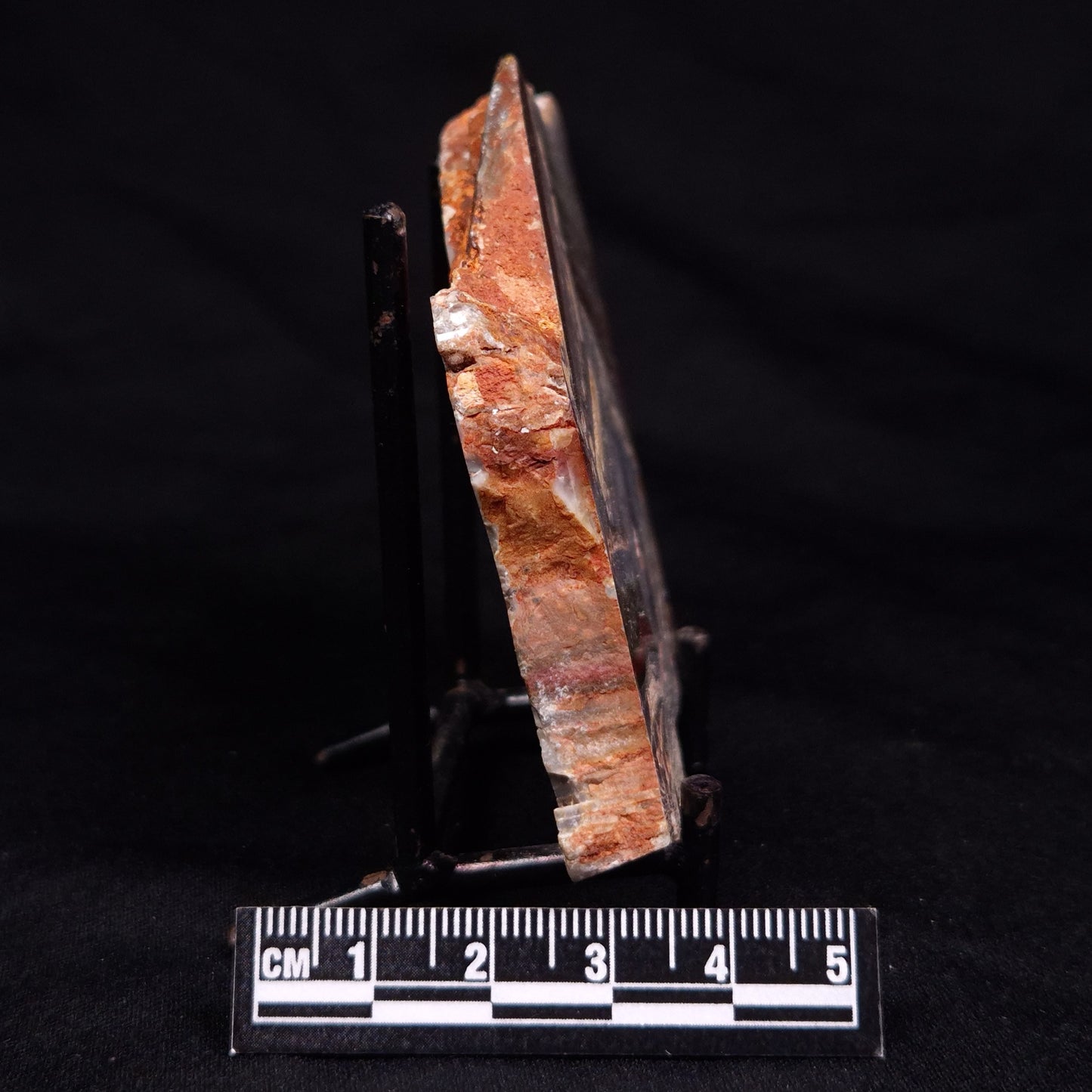 STROMATOLITE, Jerrinah Formation, Proterozoic, Australia ZJF068