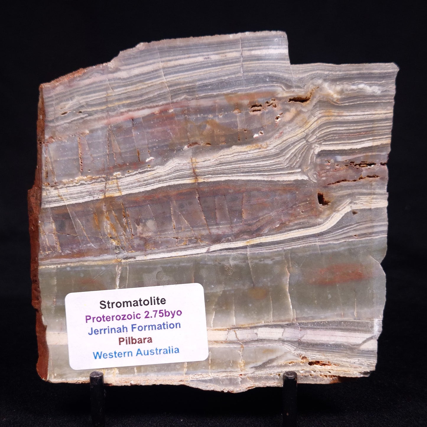 STROMATOLITE, Jerrinah Formation, Proterozoic, Australia ZJF069