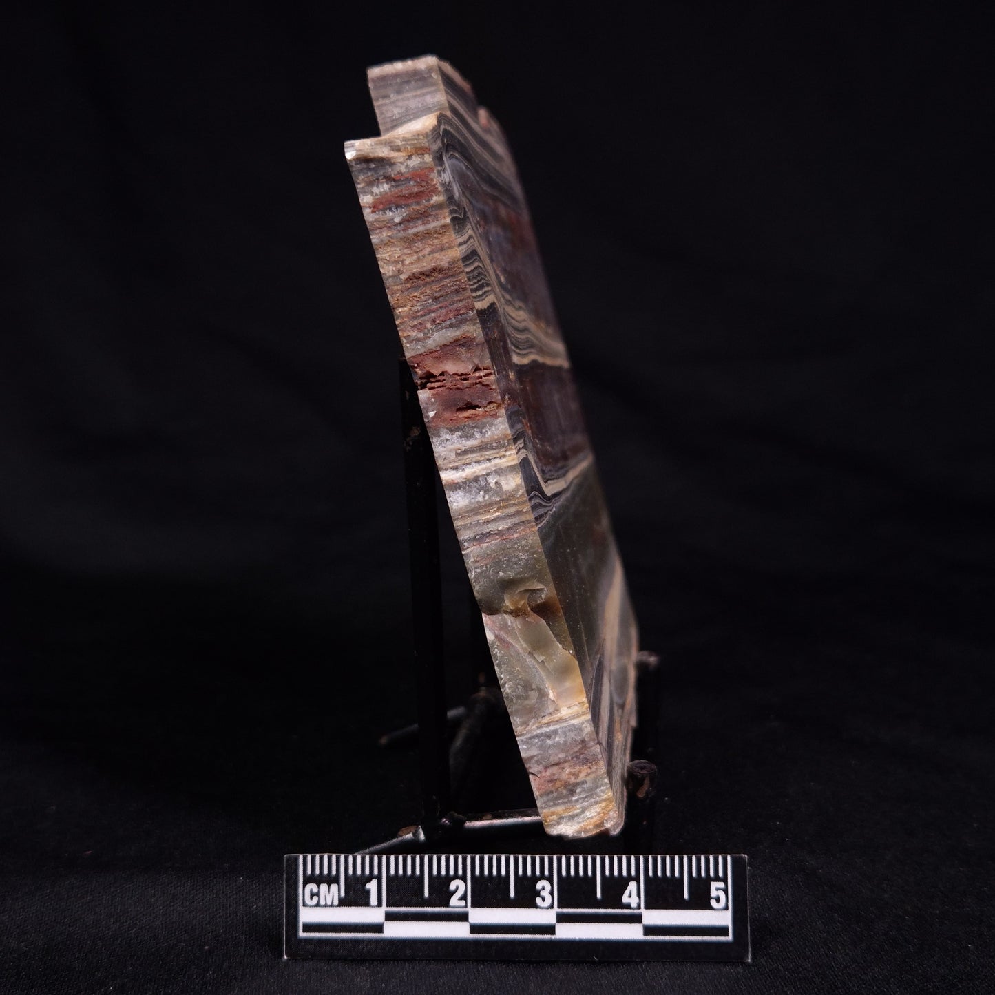 STROMATOLITE, Jerrinah Formation, Proterozoic, Australia ZJF069
