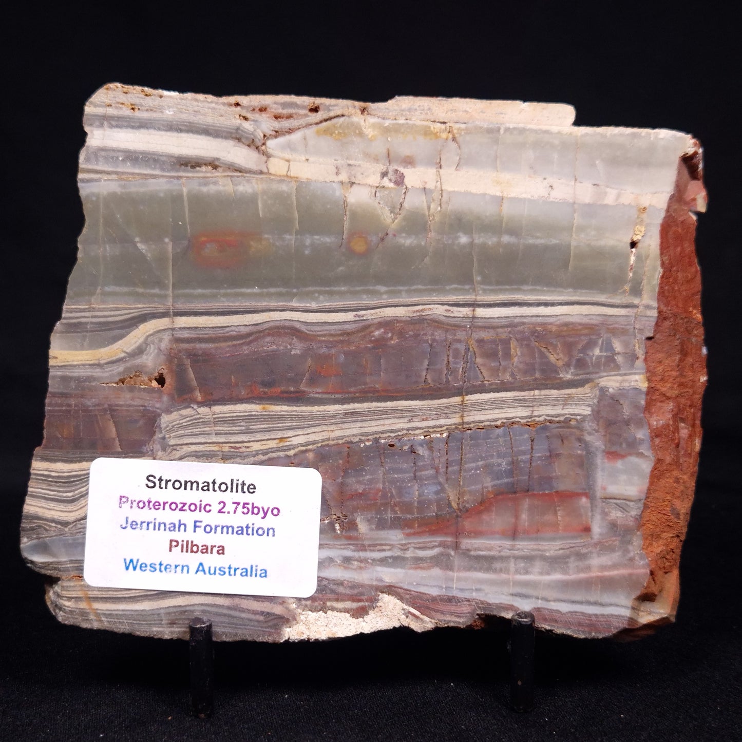 STROMATOLITE, Jerrinah Formation, Proterozoic, Australia ZJF070