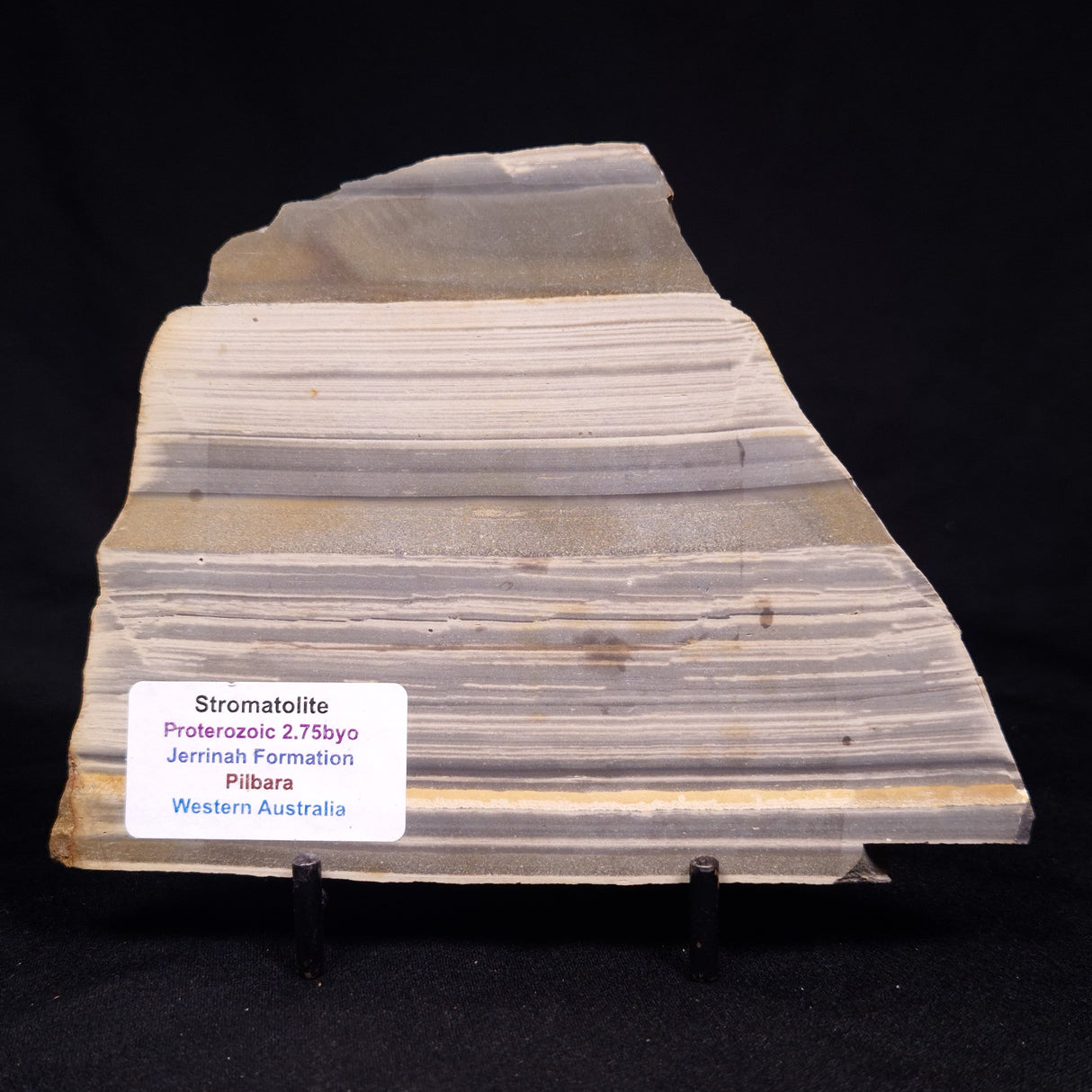 STROMATOLITE, Jerrinah Formation, Proterozoic, Australia ZJF071
