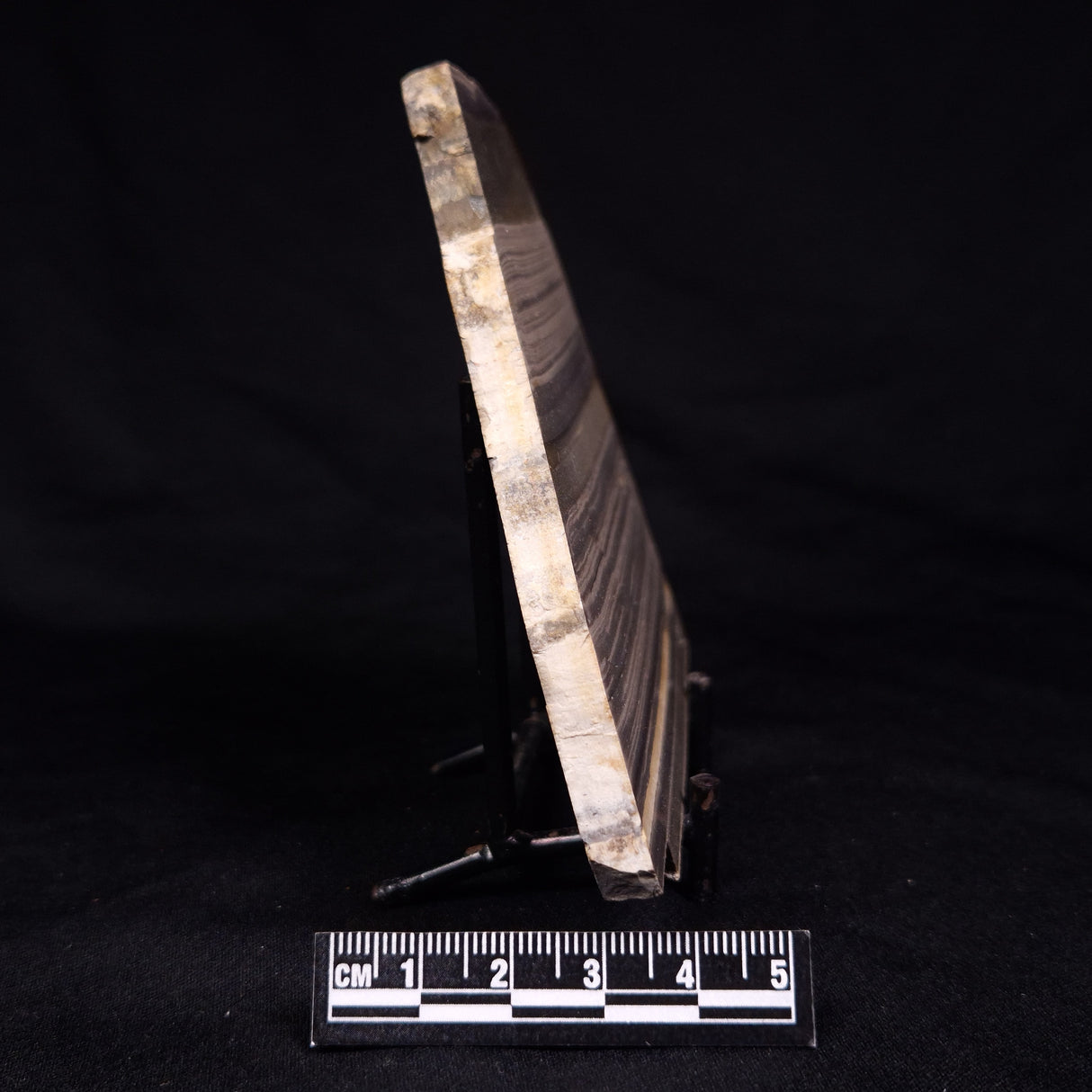 STROMATOLITE, Jerrinah Formation, Proterozoic, Australia ZJF071